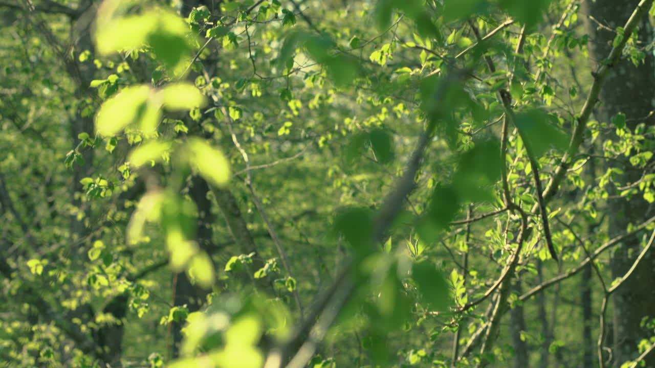 Raíz de árbol desarraigado cubierta de musgo entre hojas verdes, de abajo arriba, entorno natural en un espacio verde