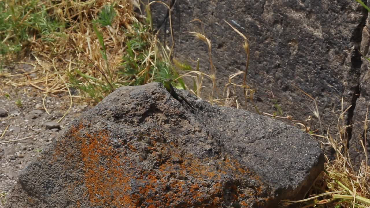 Wild Armenian wall lizard on grey rock in sunlight, small reptile habitat