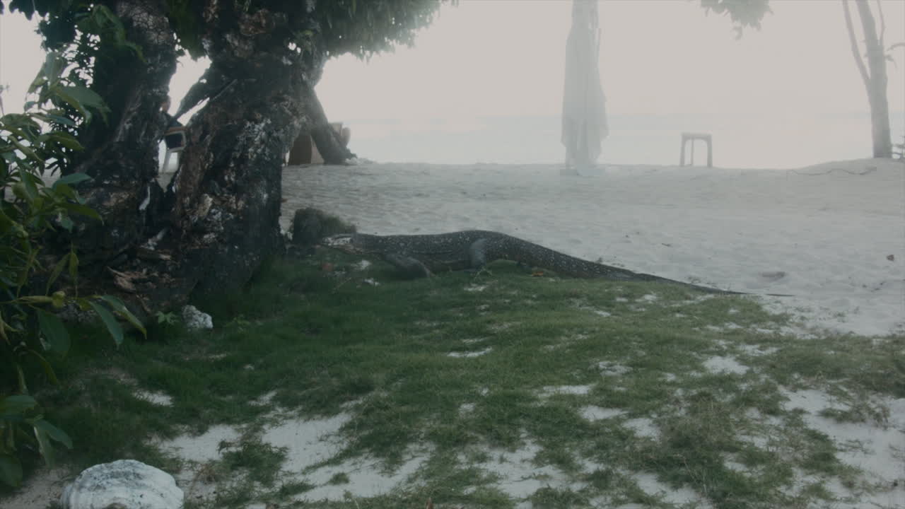 monitor de agua de palawan varanus palawanensis en coron palawan filipinas