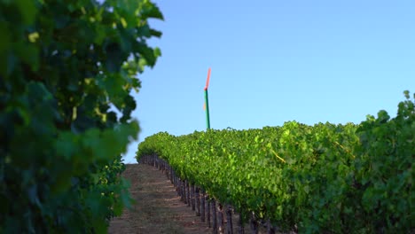 A vineyard line panning out of vibrant green leafs