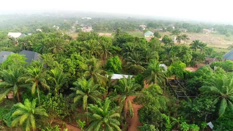 Una-Zona-Con-Palmeras-Y-Casas