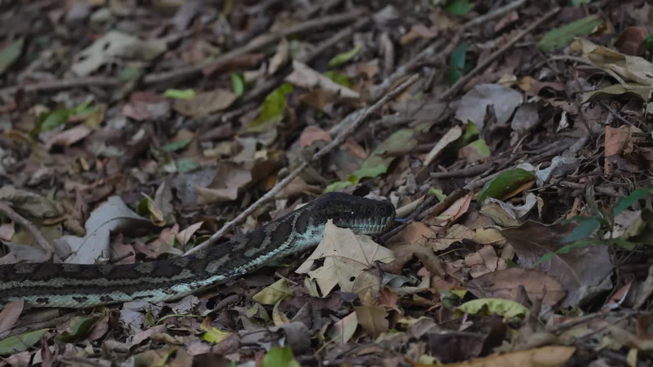 숲 의 잎자루 를 가로질러 미끄러지는 파이톤