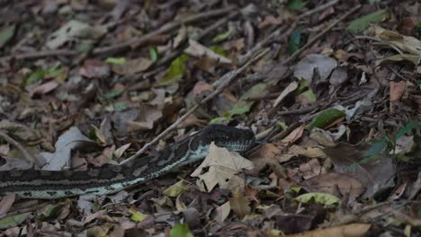 python slithering through forest leaf litter