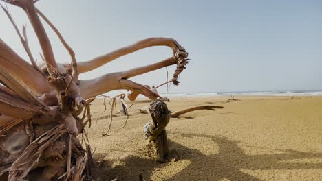 driftwood sculpture on balochistan shoreline, pakistan