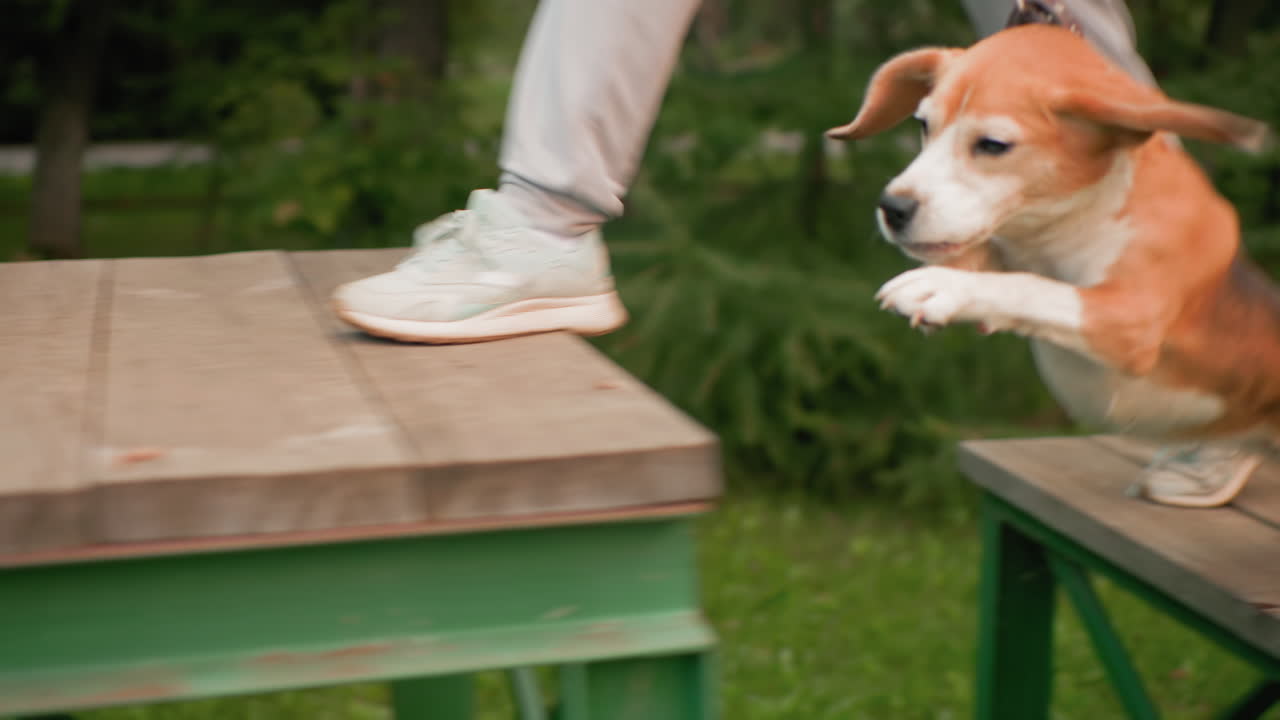Pet therapist jumping iron trainer with collie dog as dog struggles but successfully jumps over trainer during outdoor training session in green grassy park surrounded by trees showing persistence
