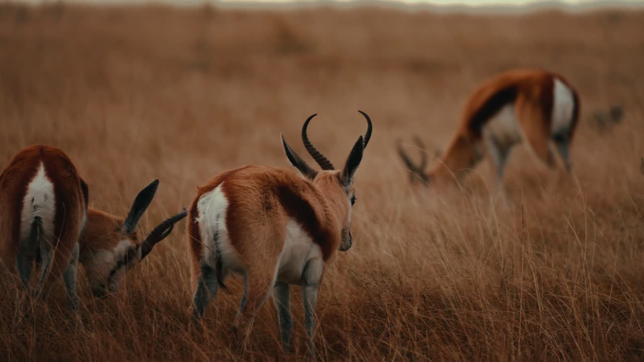 la mascota del equipo nacional de rugby de sudáfrica, springbok vivo, pastando en el campo en un safari, impala, ciervos, animales en 4k.