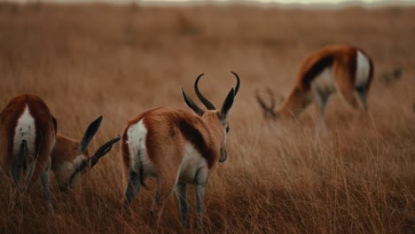 south african national rugby team mascot live springbok grazing in field on safari, impala deer animals in 4k