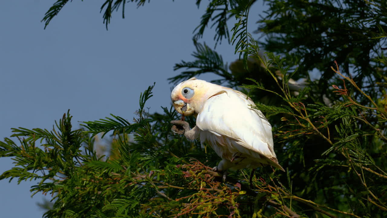 cacatúa cockapoo loro salvaje en australia