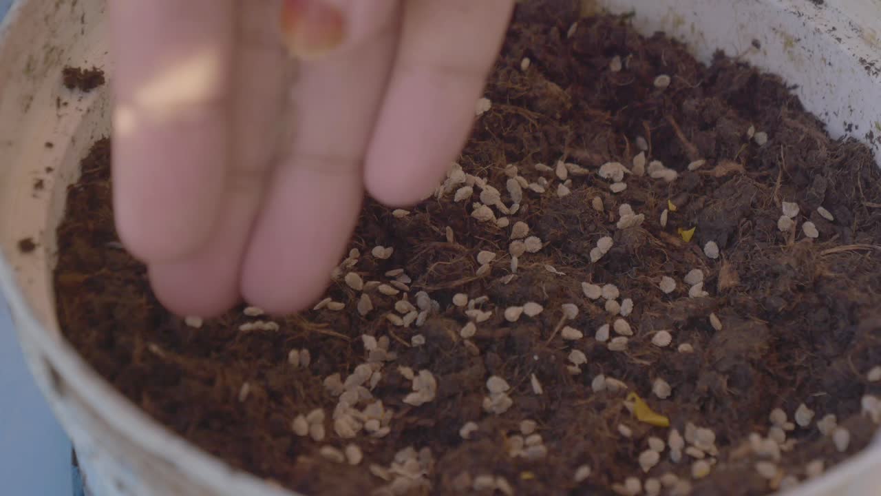 비에 씨을 심는 것