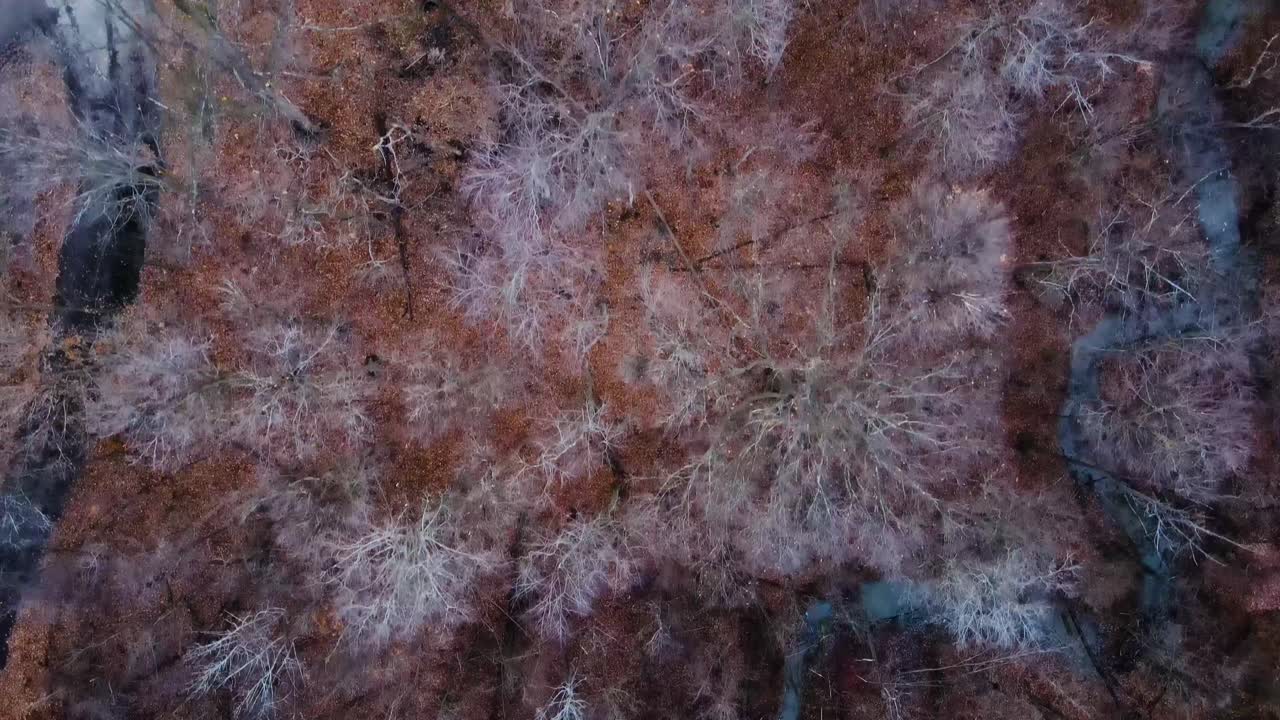 toma aérea del bosque a principios de invierno