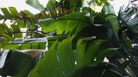 hojas de palma de viajeros sudamericanos, phenakospermum guyannense, primer plano