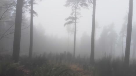 Glatter-Vorwärtsschuss-Des-Nebligen-Waldes-Im-Schottischen-Hochland