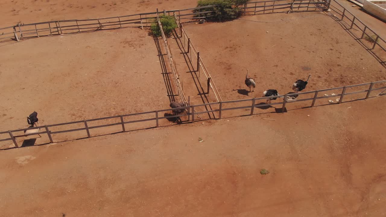el avestruz es miembro de un grupo de aves conocidas como ratites, es decir, son aves no voladoras sin quilla en el esternón