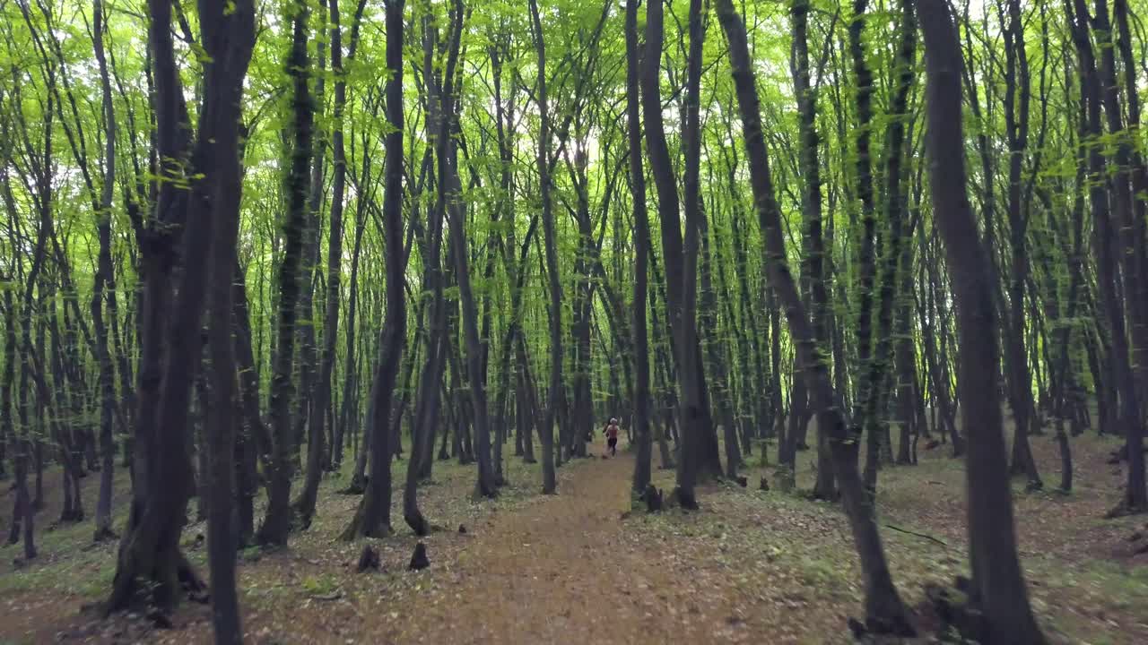 광활한 소나무 녹색 나무 줄기에서 숲길을 헤매고 걷는 포브, 숲 패턴 여름의 아름다운 일몰 빛