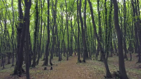 Pov-Wandering-and-Walking-Through-Forest-Path-In-Vast-Pine-green-tree-trunk-,-Forest-pattern-Summer-Beautiful-Sunset-Light