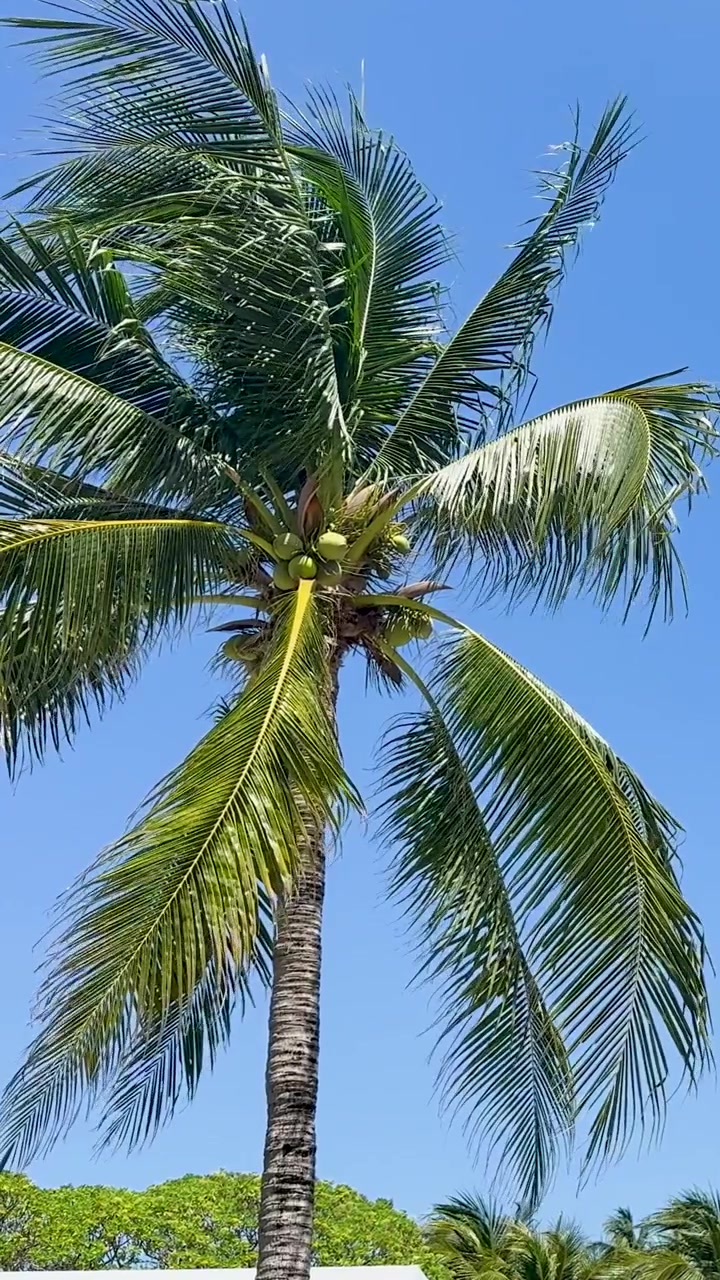 A tall coconut palm sways gently beneath a clear blue sky in a vertical frame.