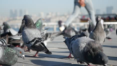 palomas en un parque de la ciudad