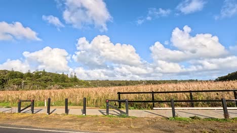 countryside views with fields and a bridge