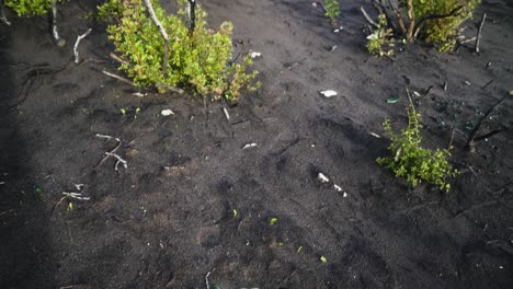 dark soil with rubbish near coastline of estepona, tilt up view