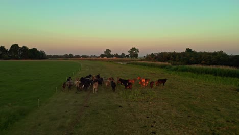 Toma-Aérea-De-Drones-De-Vacas-Corriendo-En-El-Campo-Durante-El-Amanecer