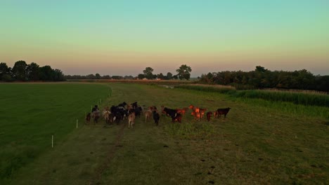 toma aérea de drones de vacas corriendo en el campo durante el amanecer