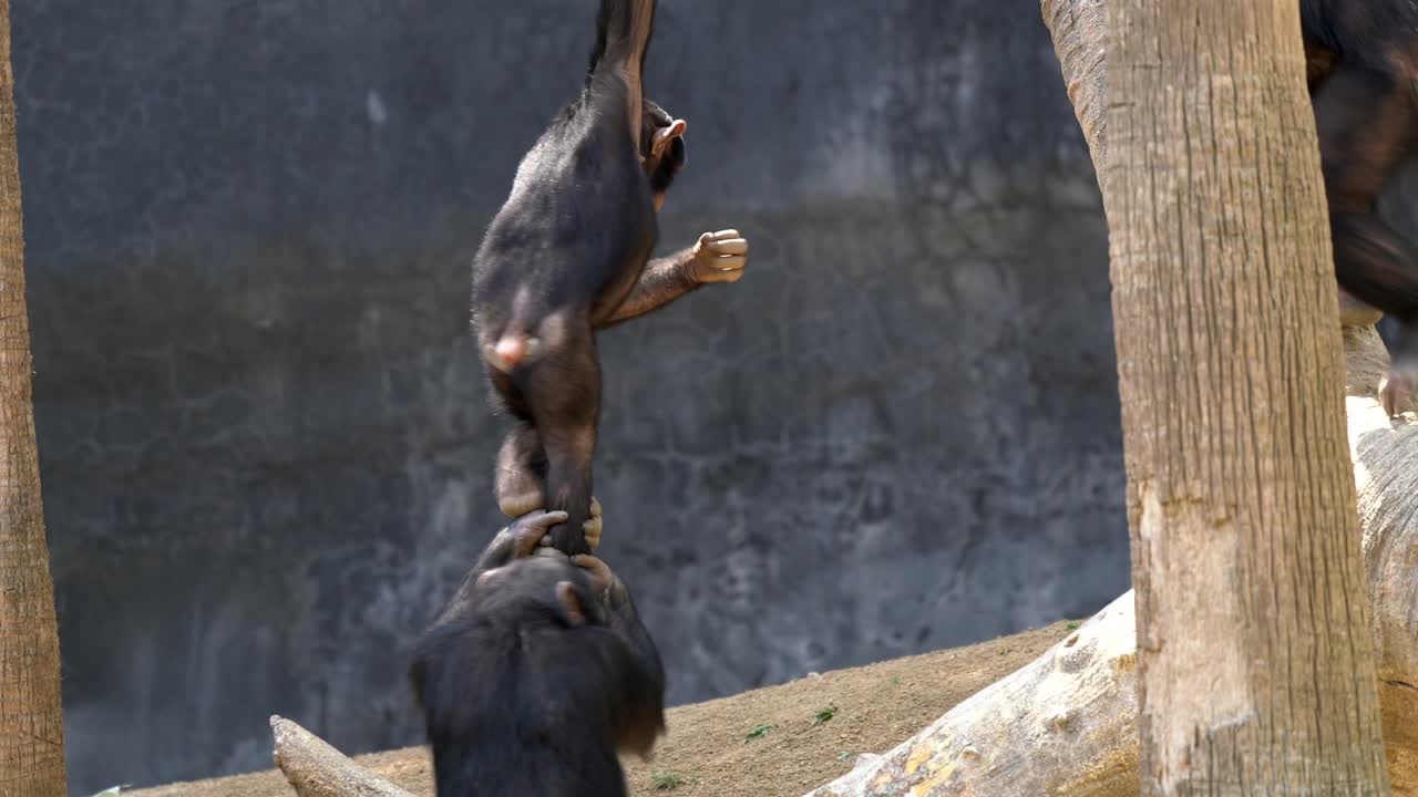 어린 침팬지들이 아프리카에서 함께 흔들리고 놀고 있습니다.