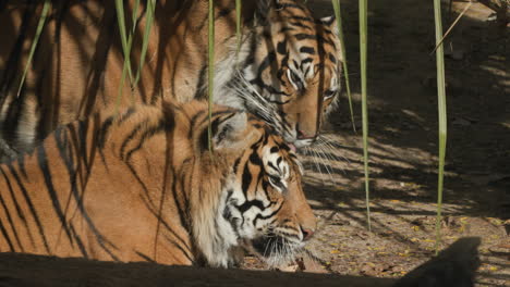 a tiger in a zoo enclosure cleaning its partner