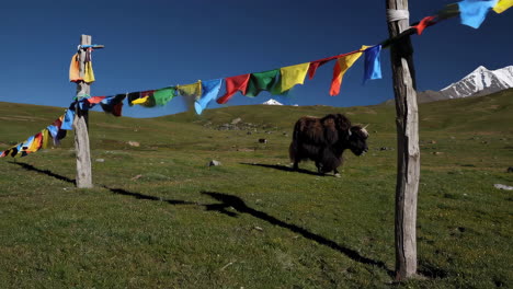 yak in a mountainous landscape with prayer flags