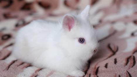 a white fluffy bunny with blue eyes