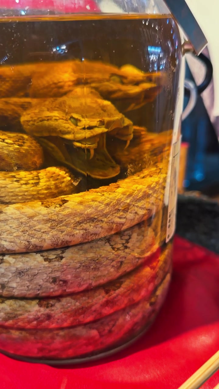Habu Venomous Pit Viper Snake Inside The Bottle - Habushu, A Traditional Medicinal Liquor. - handheld shot