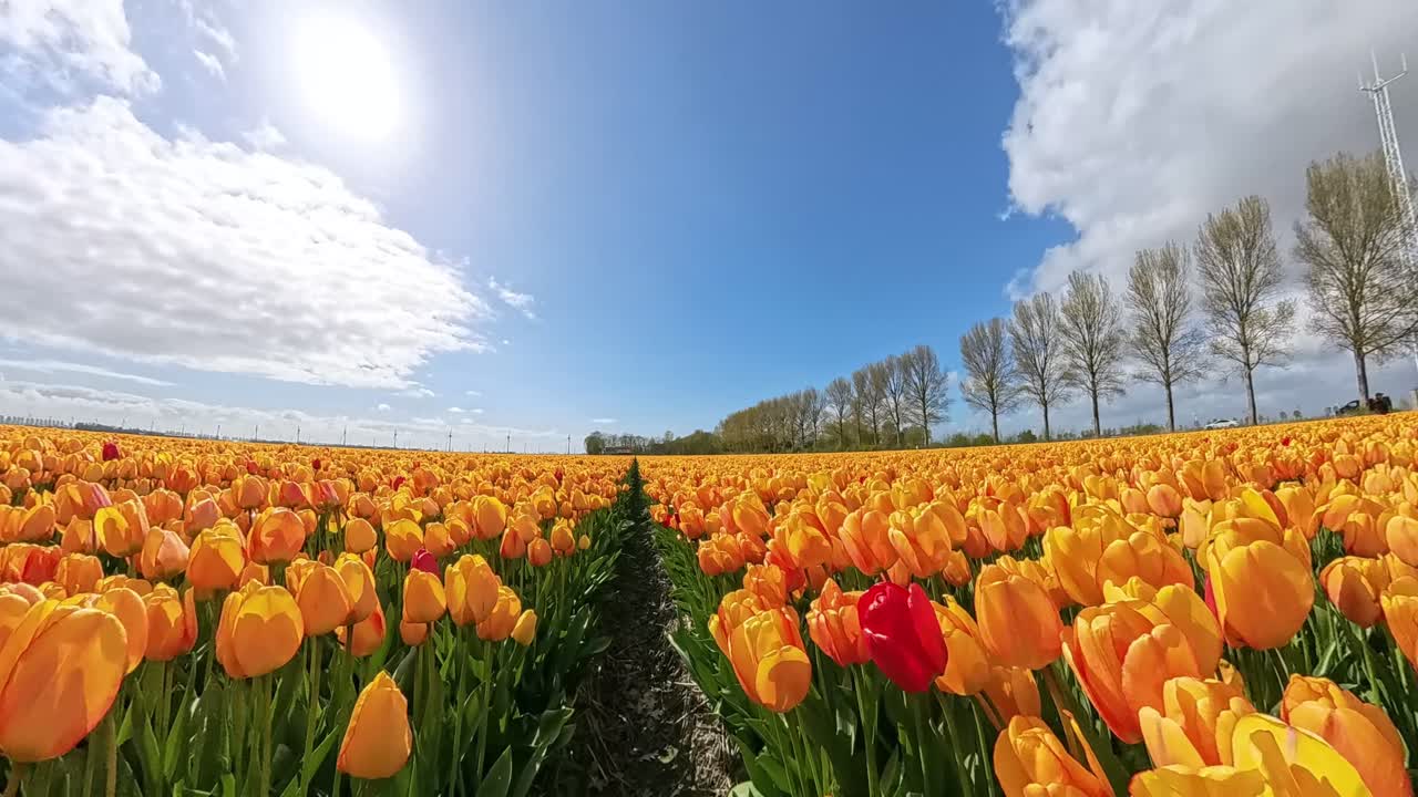 Una vista grandangolare che si muove tra file di tulipani arancioni vivaci in piena fioritura sotto un cielo azzurro brillante con nuvole sparse. La telecamera scivola in avanti lungo un sentiero centrale, rivelando un vasto paesaggio olandese