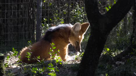 Zeitlupenaufnahme-Eines-Mähnenwolfs,-Der-Neben-Einem-Metallzaun-In-Der-Sonne-Sitzt