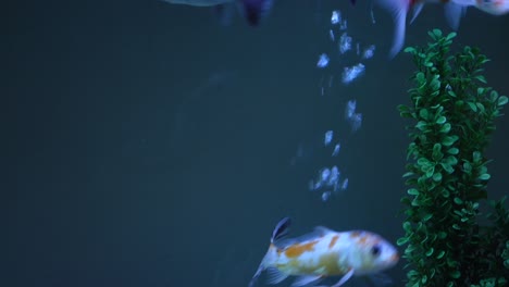 goldfish in aquarium