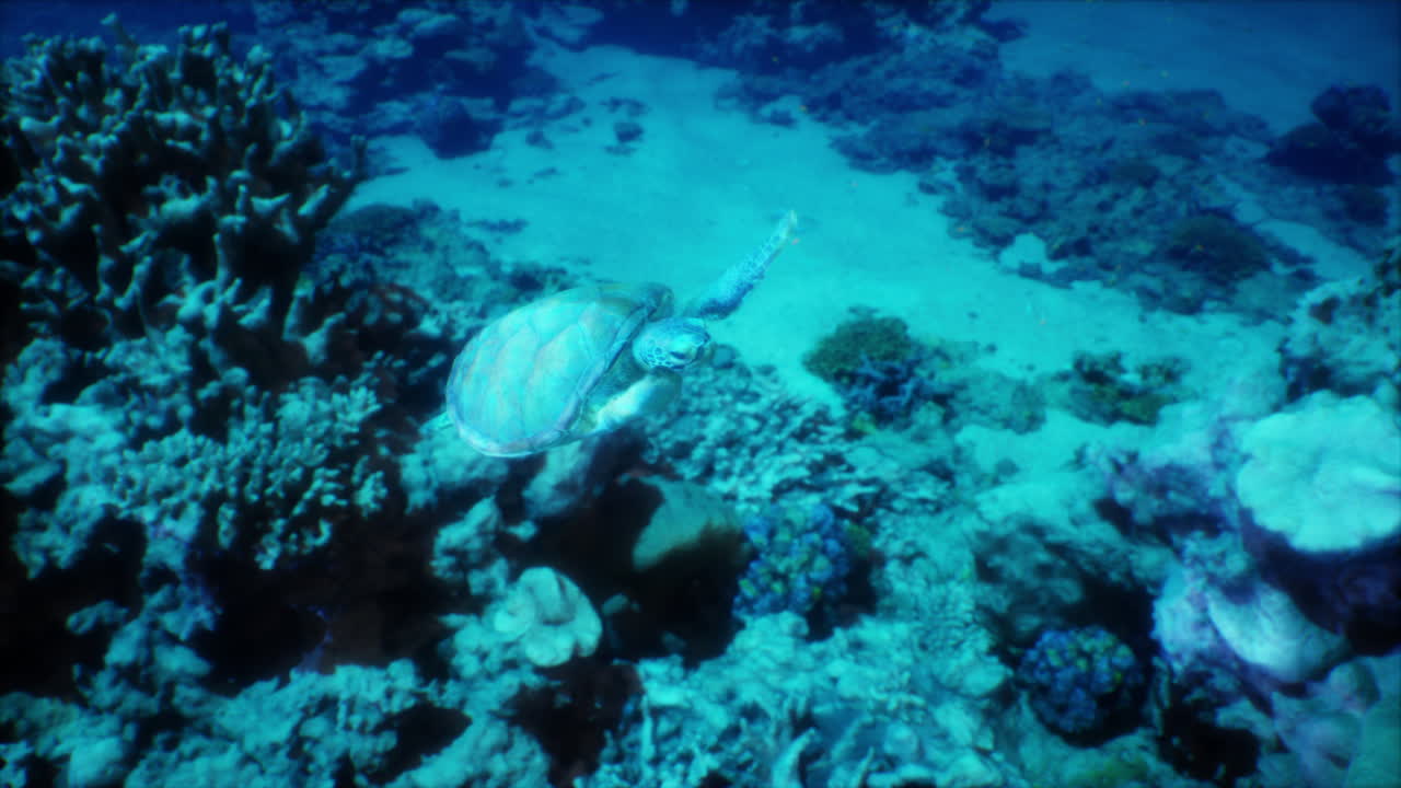 Sea Turtle Swimming Through a Coral Reef