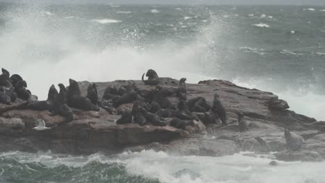 cape fur seals in a stormy ocean