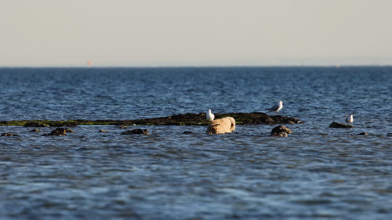 개 와 바다표범 이 바다 어리 에서 상호 작용 하고 있다