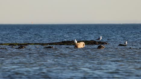 perro y gaviota interactuando en un tronco de mar