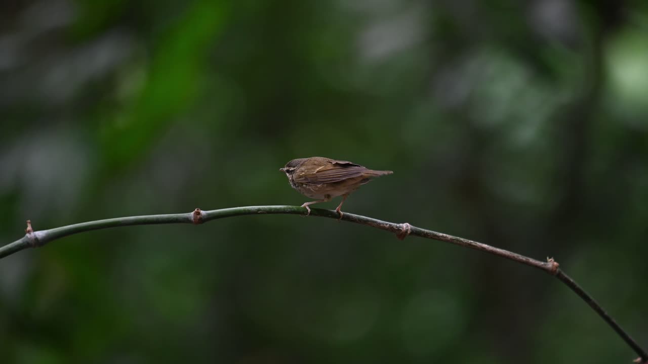 phylloscopus tenellipes, curruca de hojas de patas pálidas, se ve posado en un bambú doblado cantando y temblando y luego vuela hacia la izquierda, chonburi, tailandia