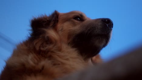 detail of a dogs tongue, while he looks at the horizon