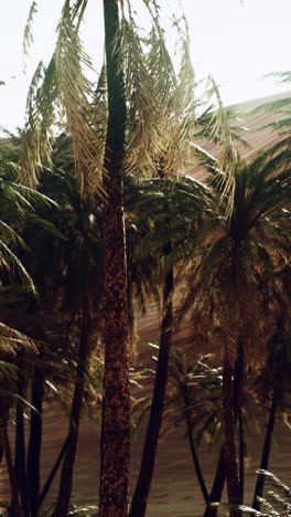 palmeras en un oasis del desierto