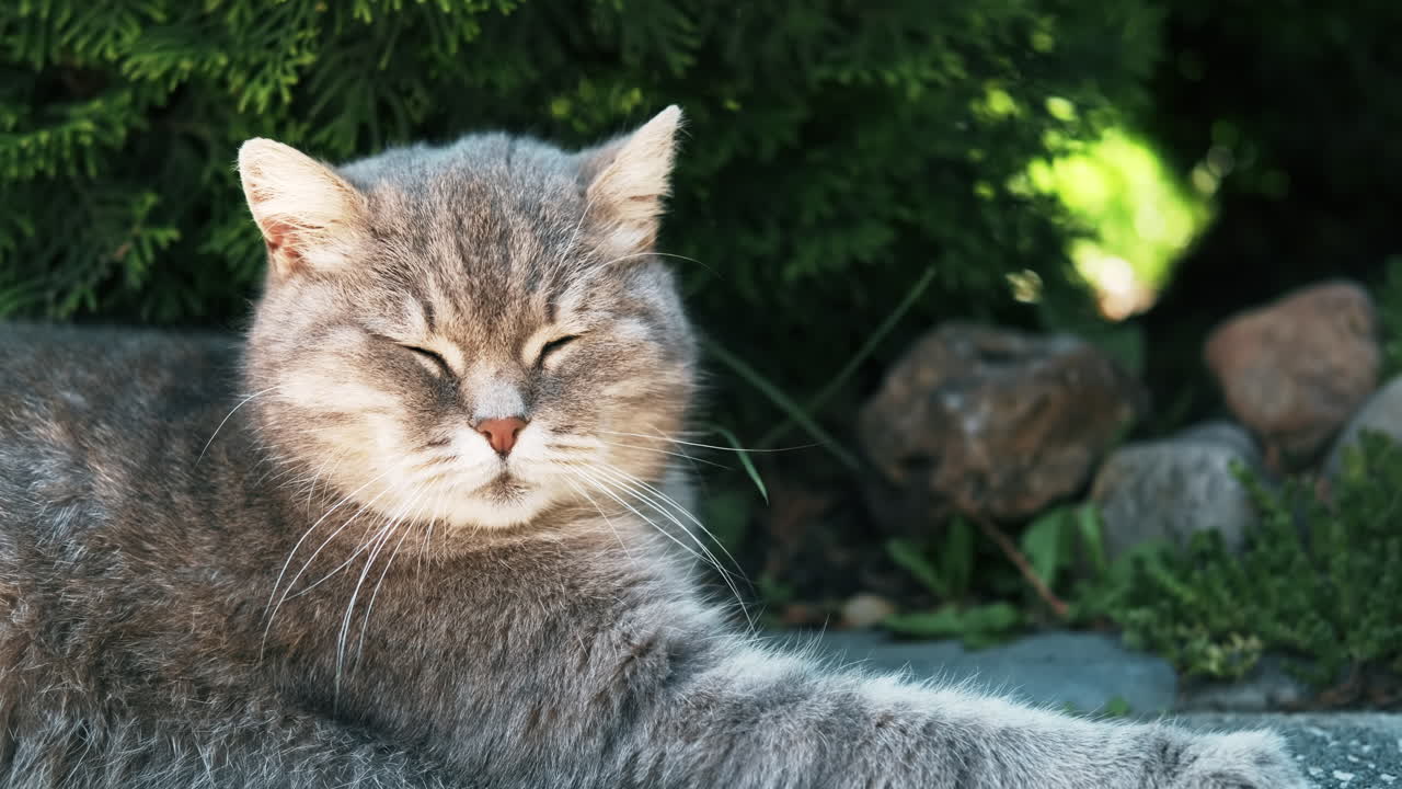 Sleeping gray cat in the nature