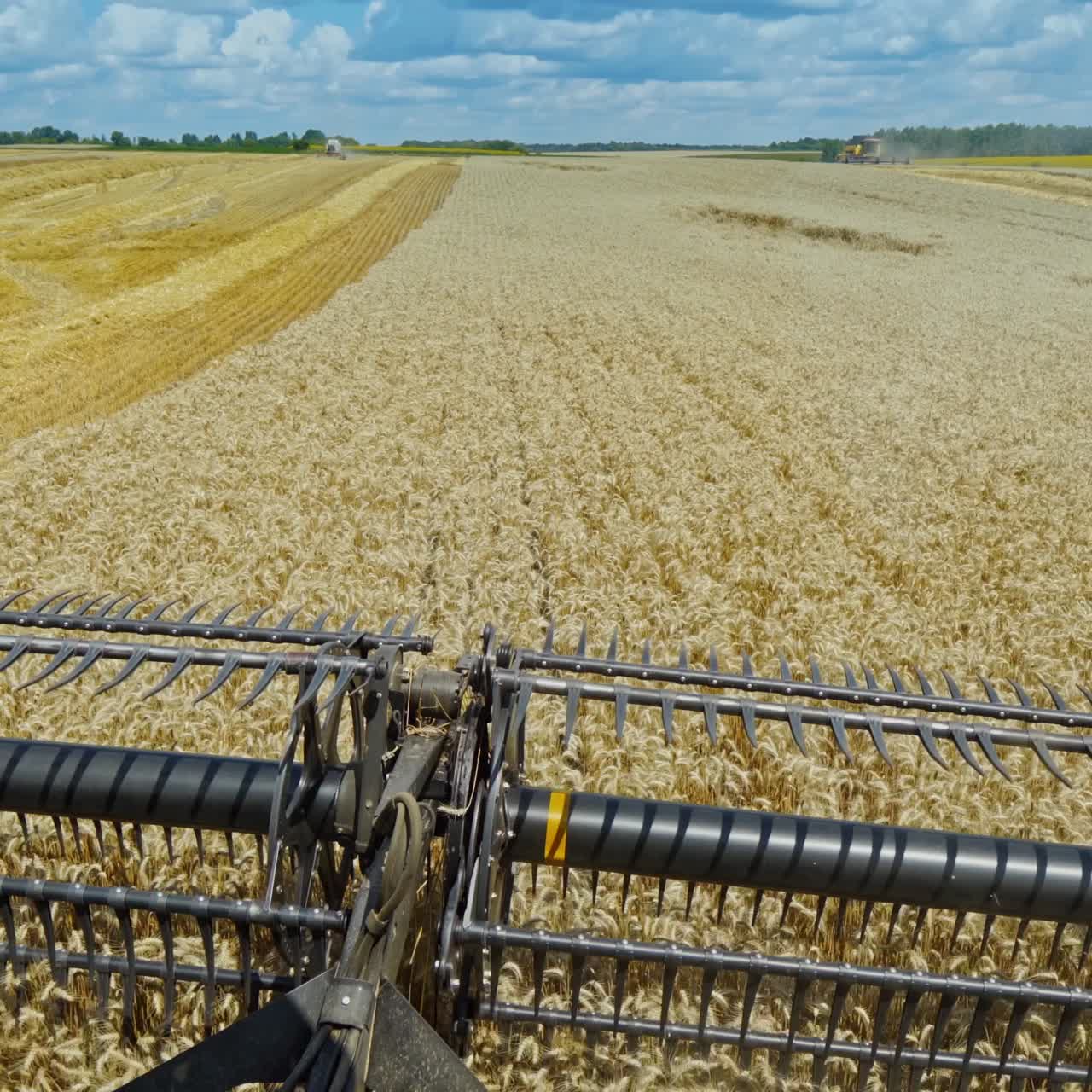 View from combine harvesting ripe wheat. Steel detail of combine harvester gathering grains on the field. Agricultural works in summer. Close-up.