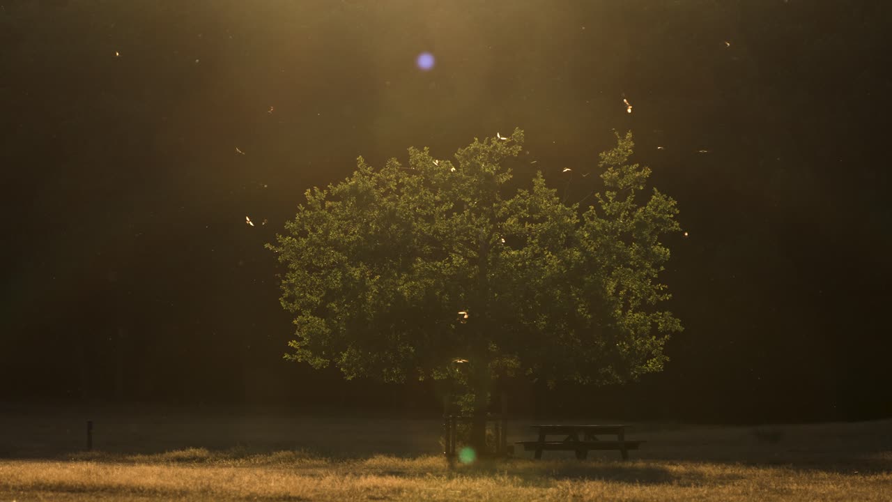 헛간 제비는 일몰 때 나무 주위에서 곤충을 쫓는다
