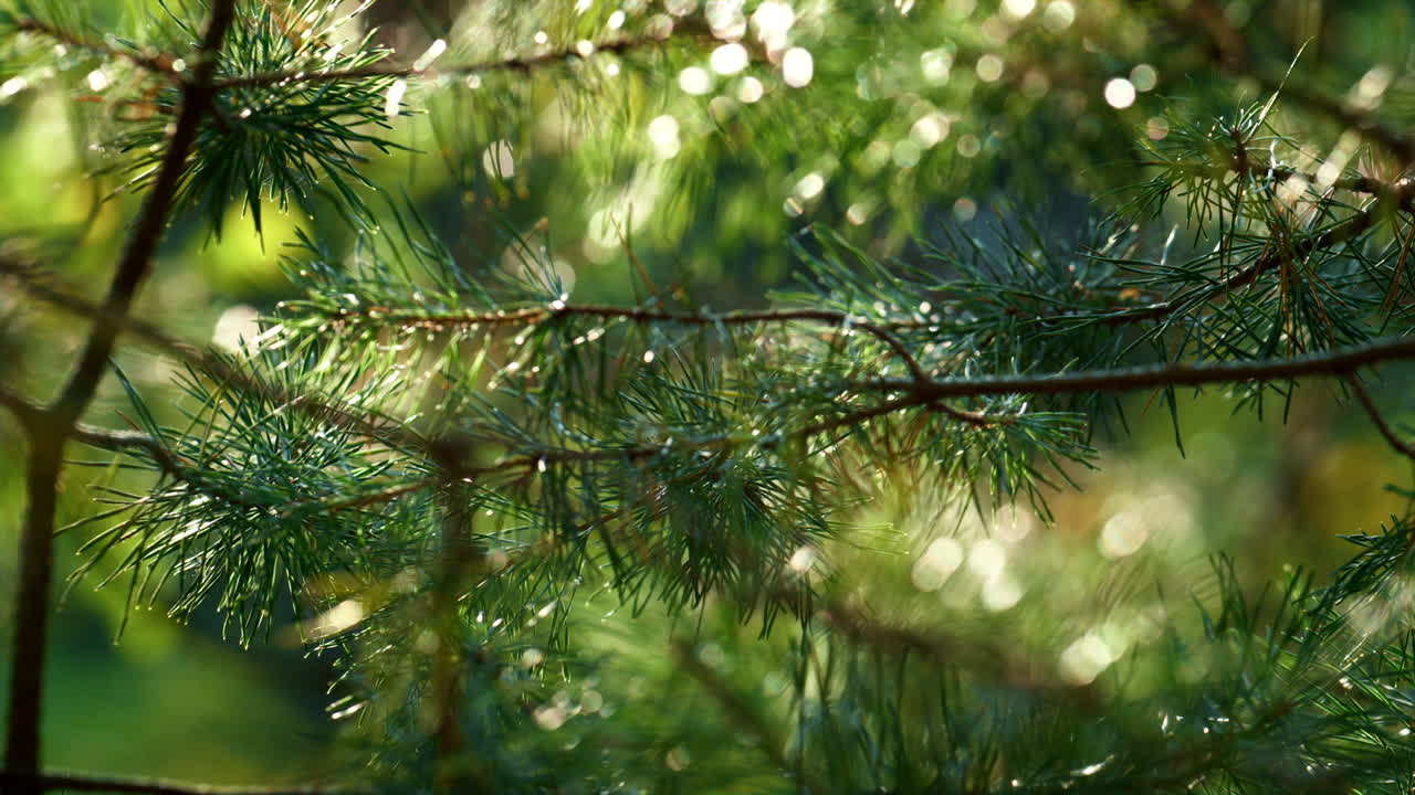 Wet fir neeples growing in meditative countryside rainforest. Sunny wet woods.