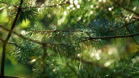 agulhas de abeto molhadas crescendo na floresta tropical meditativa. bosques ensolarados e úmidos.