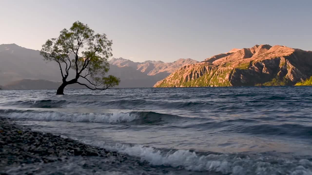 ángulo bajo del árbol wanaka con montañas en el fondo, iluminado por el amanecer, el árbol más famoso de nueva zelanda