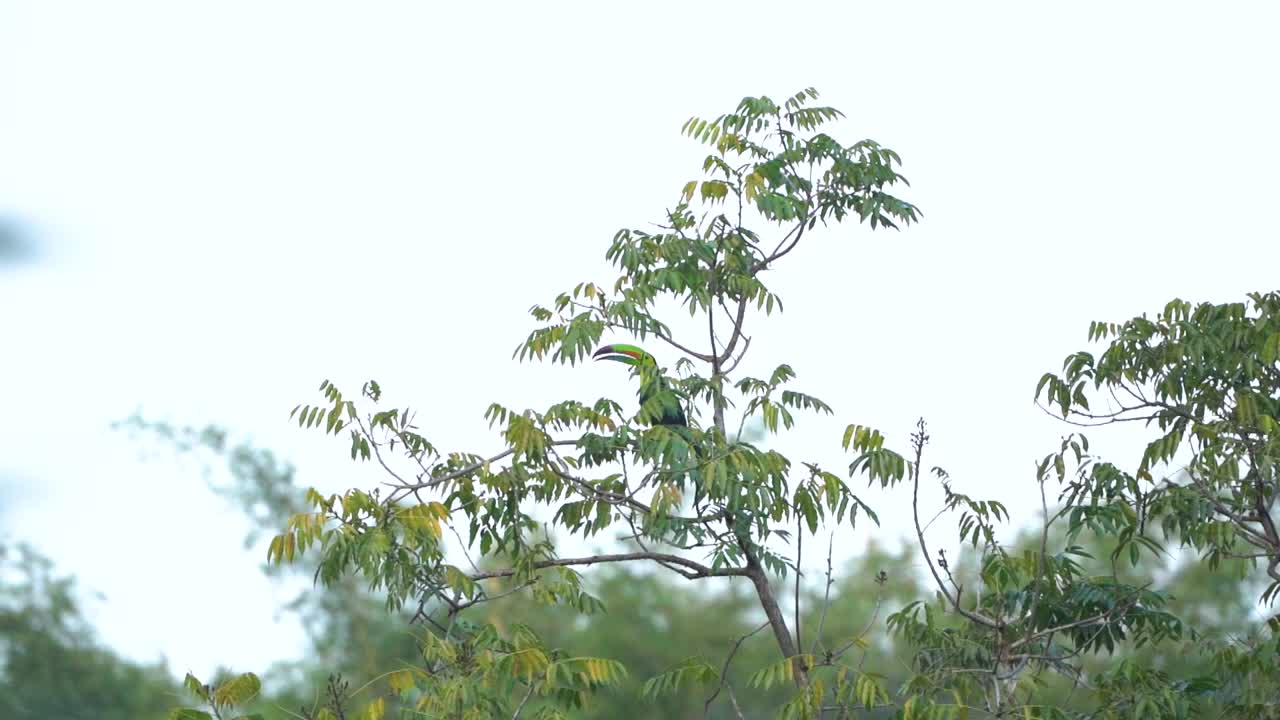 구름이  ⁇ 은 날 에 아마존 정글의 가노피 에 있는 잎 뒤 에 숨어 있는  ⁇ 리 투칸