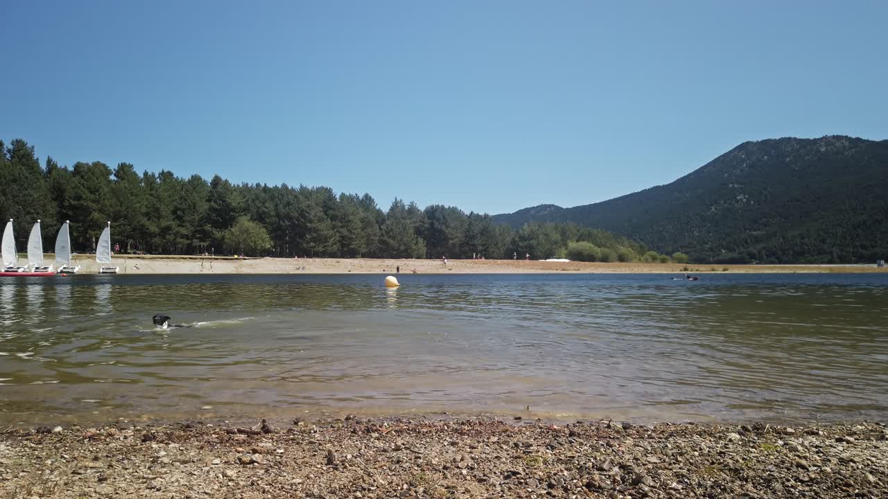 Dog playing with owner, swimming in lake on sunny day. Handheld, low POV