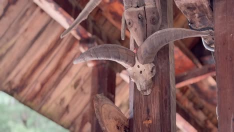 close-up of a wooden post with a goat's skull mounted on it depicting sacrifice