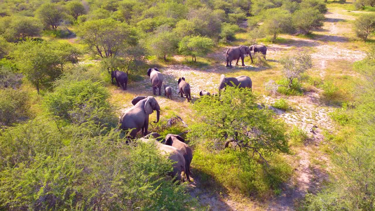 Stor flokk elefanter og elefantkalver samles nær en sti ved Mjejane viltreservat, Sør-Afrika.
